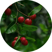 Dihydroberberine (DHB)