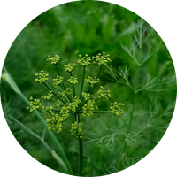 Fennel Seed ExtractA