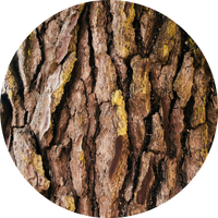 Magnolia Bark Extract